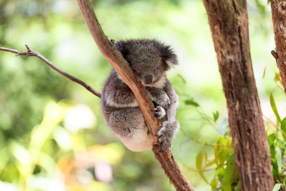 Introducing our New Koala Diet™